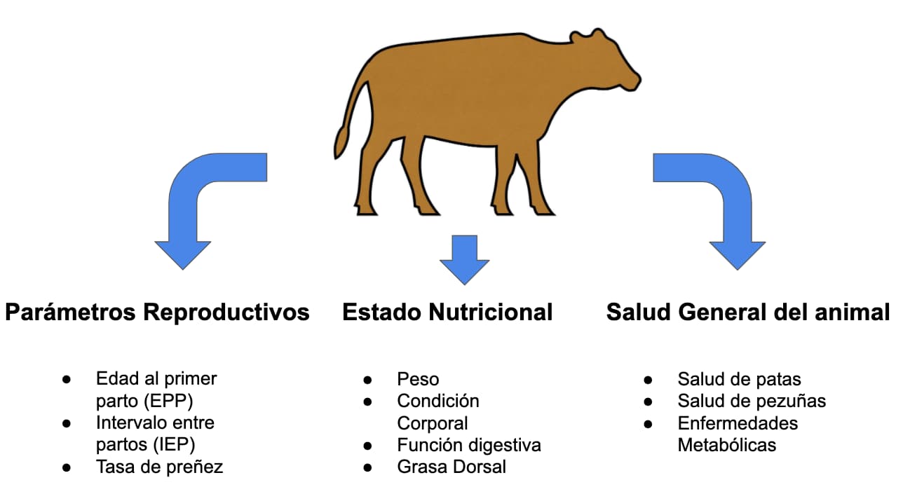 24.5 Sistemas De Registros En Bovinos Productores De Carne ...